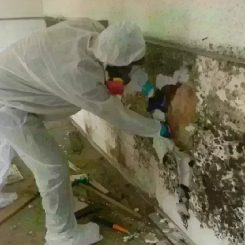 Mold Remediation and Removal in Easley, SC